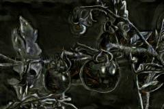 Bild-N°: Photovariety-Sidebar-Images-10