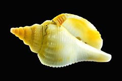 Flügelschnecke auf schwarzem Hintergrund, Photo-to-ART Conchylien Kunstserie.