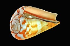 Kegelschnecke auf schwarzem Hintergrund, Photo-to-ART Conchylien Kunstserie.