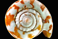 Kegelschnecke auf schwarzem Hintergrund, Photo-to-ART Conchylien Kunstserie.