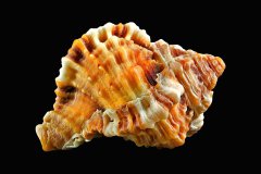 Meeresschnecke auf schwarzem Hintergrund, Photo-to-ART Conchylien Kunstserie.