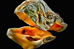 Geöffnete, freigestellte Auster auf schwarzem Hintergrund, Photo-to-ART Conchylien Kunstserie.