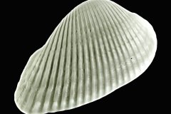 Freigestellte Herzmuschel vor schwarzem Hintergrund, Photo to ART Conchylien Kunstserie.