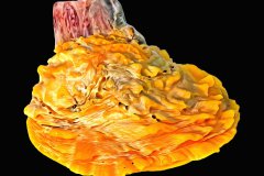Leafy Jewel Box Sea Shell vor tiefschwarzem Hintergrund, Photo-to-ART Conchylien Kunstserie.