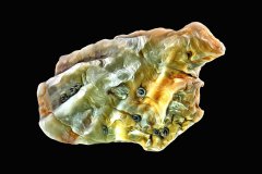 Leafy Jewel Box Sea Shell vor tiefschwarzem Hintergrund, Photo-to-ART Conchylien Kunstserie.
