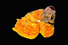 Leafy Jewel Box Sea Shell vor tiefschwarzem Hintergrund, Photo-to-ART Conchylien Kunstserie.