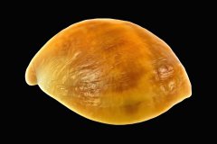Gelb-orange farbene Muschel auf schwarzem Hintergrund, Photo-to-ART Conchylien Kunstserie.