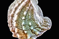 Faszinierende Spiny Jewel Box shell vor tiefschwarzem Hintergrund, Photo to ART Conchylien Kunstserie.