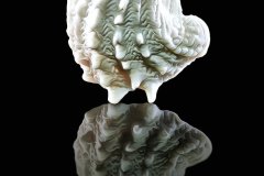 Spiny Jewel Box shell, freigestellt mit Spiegelbild auf schwarzem Hintergrund, Photo-to-ART Conchylien Kunstserie.