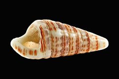 Pyramidenschnecke Pyramidella auf schwarzem Hintergrund, Photo-to-ART Conchylien Kunstserie