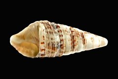 Pyramidenschnecke Pyramidella auf schwarzem Hintergrund, Photo-to-ART Conchylien Kunstserie