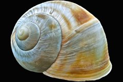 Spiralförmig, gedrehtes Schneckenhaus, freigestellt auf schwarzem Hintergrund, aus der Photo-to-ART Conchylien Kunstserie.