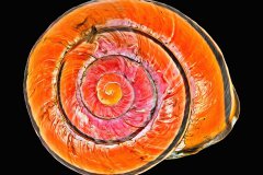 Gedrehtes, orange leuchtendes Schneckenhaus auf schwarzem Hintergrund, Photo to ART Conchylien Kunstserie.