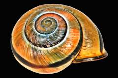 Leuchtendes Schneckenhaus auf schwarzem Hintergrund, Photo-to-ART Conchylien Kunstserie.