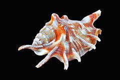 Spinnenschnecke auf schwarzem Hintergrund, Photo-to-ART Conchylien Kunstserie.