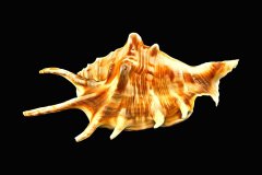 Spinnenschnecke auf schwarzem Hintergrund, Photo-to-ART Conchylien Kunstserie.