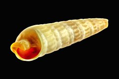 Turmschnecke auf schwarzem Hintergrund, Photo-to-ART Conchylien Kunstserie.