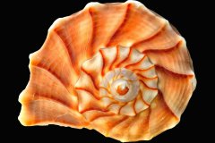 Orangefarbene Wellhornschnecke auf schwarzem Hintergrund, Photo-to-ART Conchylien Kunstserie.