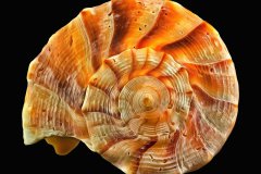 Orangefarbene Wellhornschnecke auf schwarzem Hintergrund, Photo-to-ART Conchylien Kunstserie.