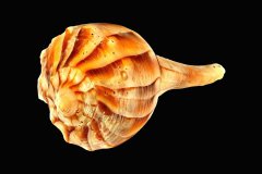 Orangefarbene Wellhornschnecke auf schwarzem Hintergrund, Photo-to-ART Conchylien Kunstserie.