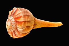Orangefarbene Wellhornschnecke auf schwarzem Hintergrund, Photo-to-ART Conchylien Kunstserie.
