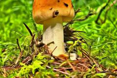 Pilz Fotografie im Photo-To-Art Stil. die kleinen Waldbewohner im Schatten des Unterholzes. Pilz Fotografie im Photo-To-Art Stil. die kleinen Waldbewohner im Schatten des Unterholzes.
