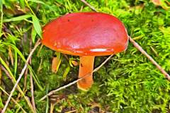 Mushroom photography in a "photo-to-art" style—the little forest dwellers in the shade of the undergrowth. Pilz Fotografie im Photo-To-Art Stil. die kleinen Waldbewohner im Schatten des Unterholzes.