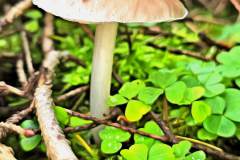 Mushroom photography in a "photo-to-art" style—the little forest dwellers in the shade of the undergrowth. Pilz Fotografie im Photo-To-Art Stil. die kleinen Waldbewohner im Schatten des Unterholzes.