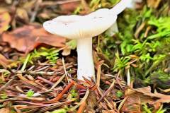 Mushroom photography in a "photo-to-art" style—the little forest dwellers in the shade of the undergrowth. Pilz Fotografie im Photo-To-Art Stil. die kleinen Waldbewohner im Schatten des Unterholzes.