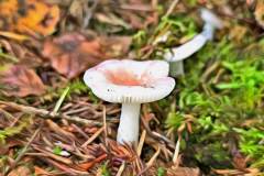 Mushroom photography in a "photo-to-art" style—the little forest dwellers in the shade of the undergrowth. Pilz Fotografie im Photo-To-Art Stil. die kleinen Waldbewohner im Schatten des Unterholzes.