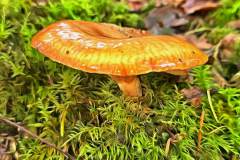 Mushroom photography in a "photo-to-art" style—the little forest dwellers in the shade of the undergrowth. Pilz Fotografie im Photo-To-Art Stil. die kleinen Waldbewohner im Schatten des Unterholzes.