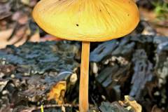 Pilz Fotografie im Photo-To-Art Stil. die kleinen Waldbewohner im Schatten des Unterholzes. Pilz Fotografie im Photo-To-Art Stil. die kleinen Waldbewohner im Schatten des Unterholzes.