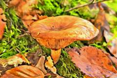 Mushroom photography in a "photo-to-art" style—the little forest dwellers in the shade of the undergrowth. Pilz Fotografie im Photo-To-Art Stil. die kleinen Waldbewohner im Schatten des Unterholzes.