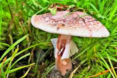 Pilz Fotografie im Photo-To-Art Stil. die kleinen Waldbewohner im Schatten des Unterholzes.