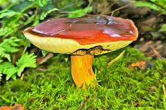 Mushroom photography in a "photo-to-art" style—the little forest dwellers in the shade of the undergrowth. Pilz Fotografie im Photo-To-Art Stil. die kleinen Waldbewohner im Schatten des Unterholzes.