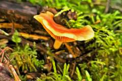 Mushroom photography in a "photo-to-art" style—the little forest dwellers in the shade of the undergrowth. Pilz Fotografie im Photo-To-Art Stil. die kleinen Waldbewohner im Schatten des Unterholzes.