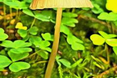 Pilz Fotografie im Photo-To-Art Stil. die kleinen Waldbewohner im Schatten des Unterholzes.