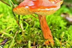 Pilz Fotografie im Photo-To-Art Stil. die kleinen Waldbewohner im Schatten des Unterholzes.