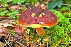 Pilz Fotografie im Photo-To-Art Stil. die kleinen Waldbewohner im Schatten des Unterholzes.