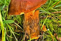Pilz Fotografie im Photo-To-Art Stil. die kleinen Waldbewohner im Schatten des Unterholzes.
