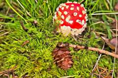 Pilz Fotografie im Photo-To-Art Stil. die kleinen Waldbewohner im Schatten des Unterholzes.