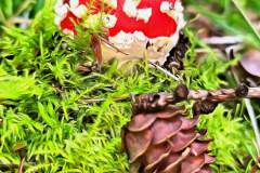 Pilz Fotografie im Photo-To-Art Stil. die kleinen Waldbewohner im Schatten des Unterholzes.