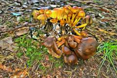 Pilz Fotografie im Photo-To-Art Stil. die kleinen Waldbewohner im Schatten des Unterholzes. Pilz Fotografie im Photo-To-Art Stil. die kleinen Waldbewohner im Schatten des Unterholzes.
