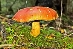 Pilz Fotografie im Photo-To-Art Stil. die kleinen Waldbewohner im Schatten des Unterholzes.