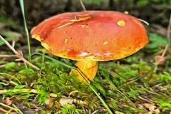 Pilz Fotografie im Photo-To-Art Stil. die kleinen Waldbewohner im Schatten des Unterholzes.