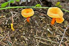 Pilz Fotografie im Photo-To-Art Stil. die kleinen Waldbewohner im Schatten des Unterholzes.