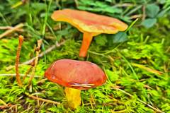 Pilz Fotografie im Photo-To-Art Stil. die kleinen Waldbewohner im Schatten des Unterholzes.