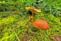 Pilz Fotografie im Photo-To-Art Stil. die kleinen Waldbewohner im Schatten des Unterholzes.