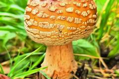 Pilz Fotografie im Photo-To-Art Stil. die kleinen Waldbewohner im Schatten des Unterholzes.