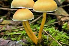 Pilz Fotografie im Photo-To-Art Stil. die kleinen Waldbewohner im Schatten des Unterholzes.